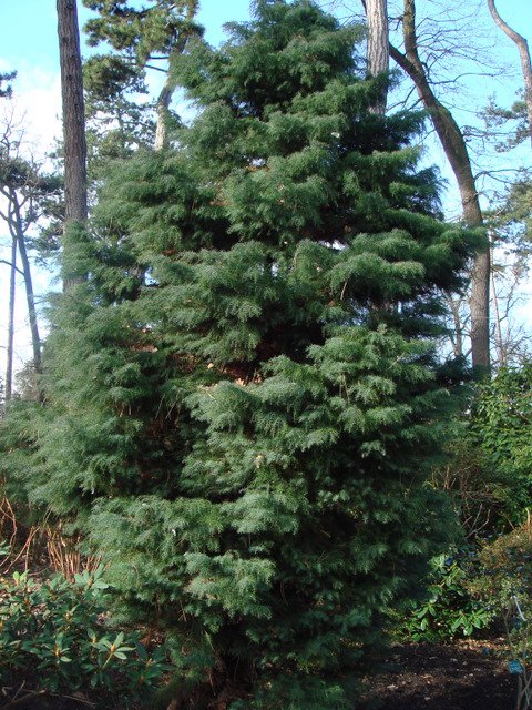 Cryptomeria japonica 'Elegans'
